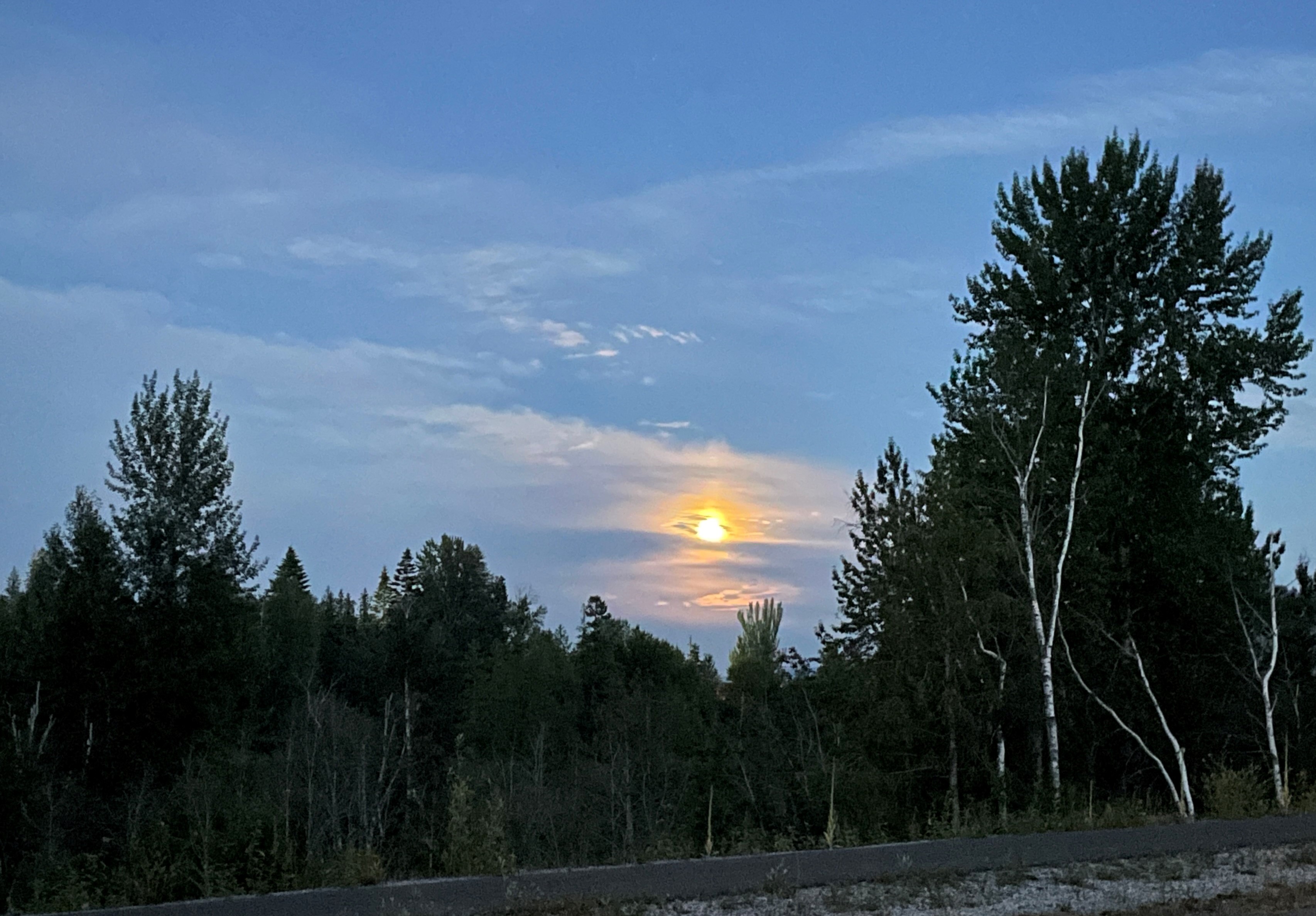 The moon glowing through clouds with pine trees silhouetted on either side of it