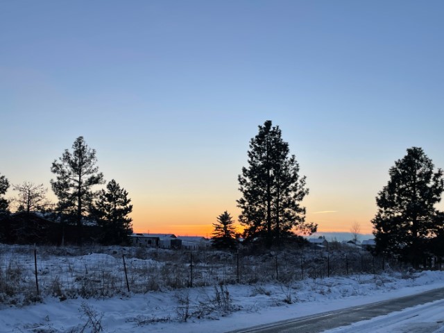 Snowy flat landscape with dark pine trees and the sunset glowing orange behind them in the distance.