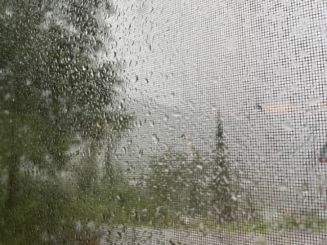 Raindrops on a window screen. Hazy shapes of trees can be seen beyond the screen.