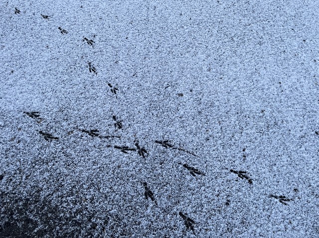 Black asphalt with a very light covering of snow that's been walked on by a bird, leaving black tracks.