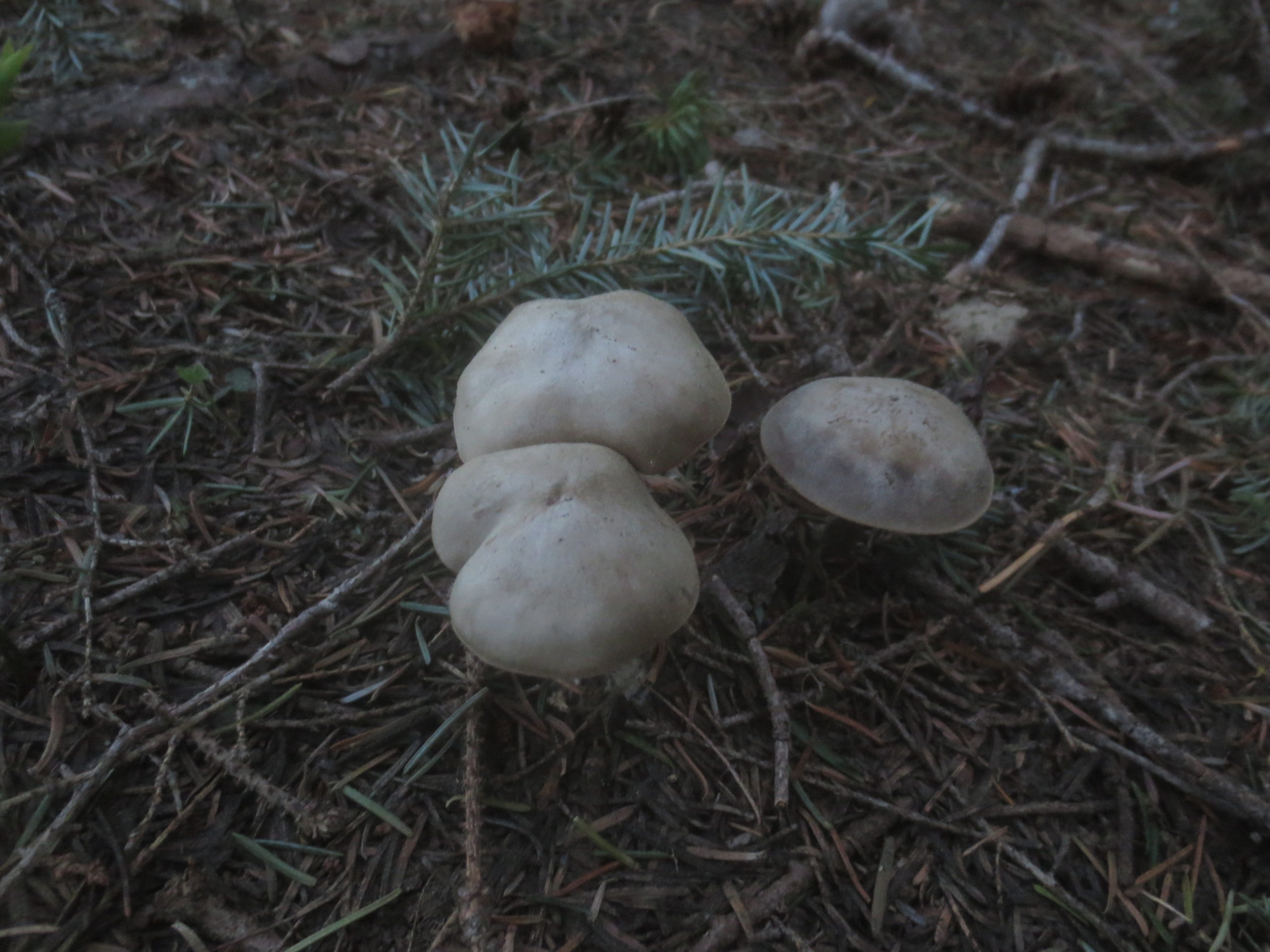 mushrooms growing on forest floor