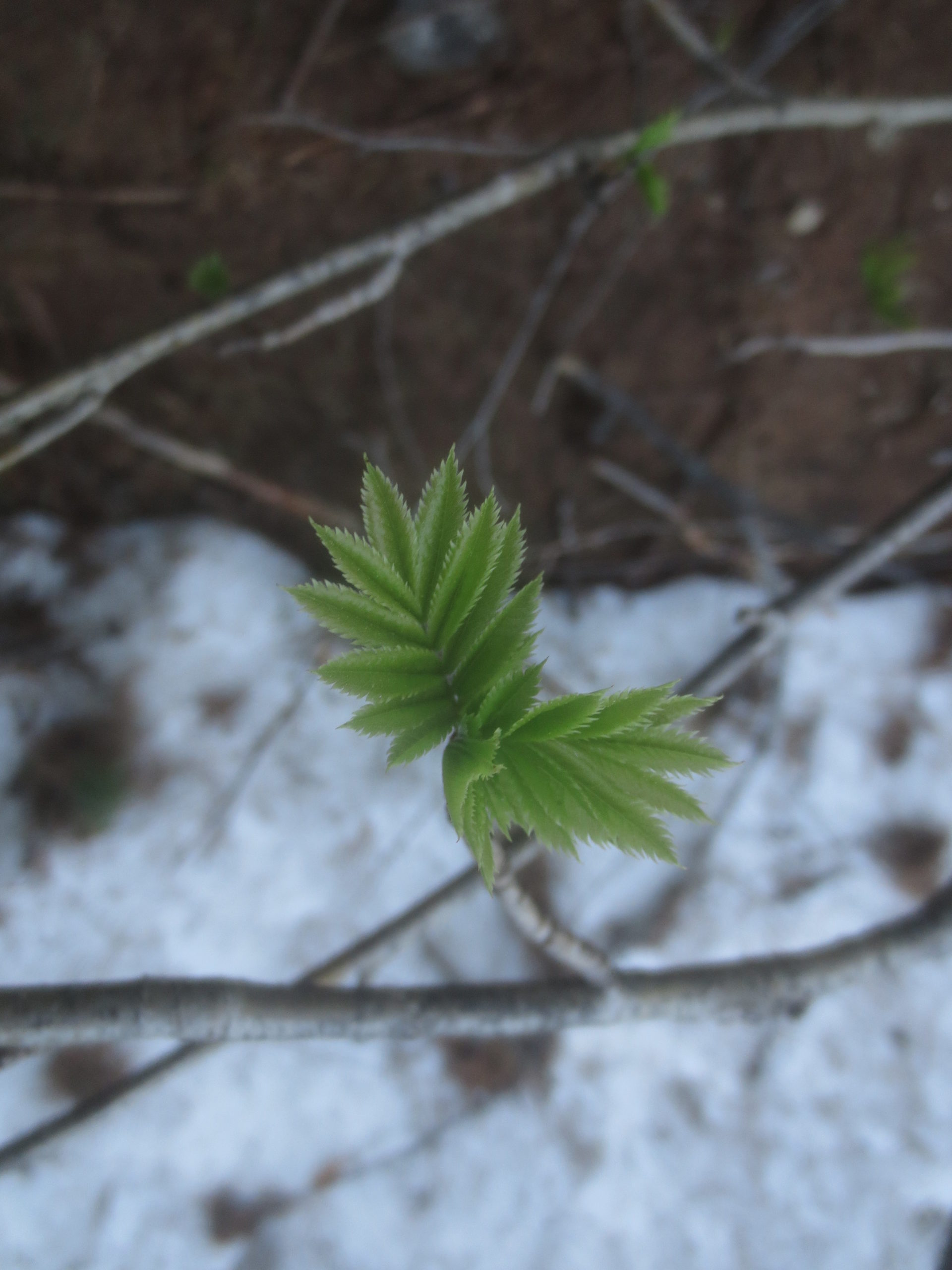 tree budding in a snowy area