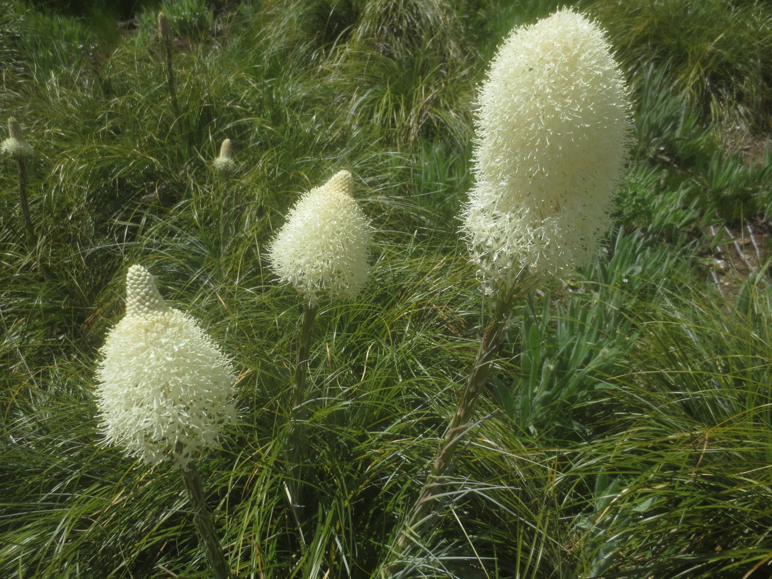 beargrass in bloom on a mountainside