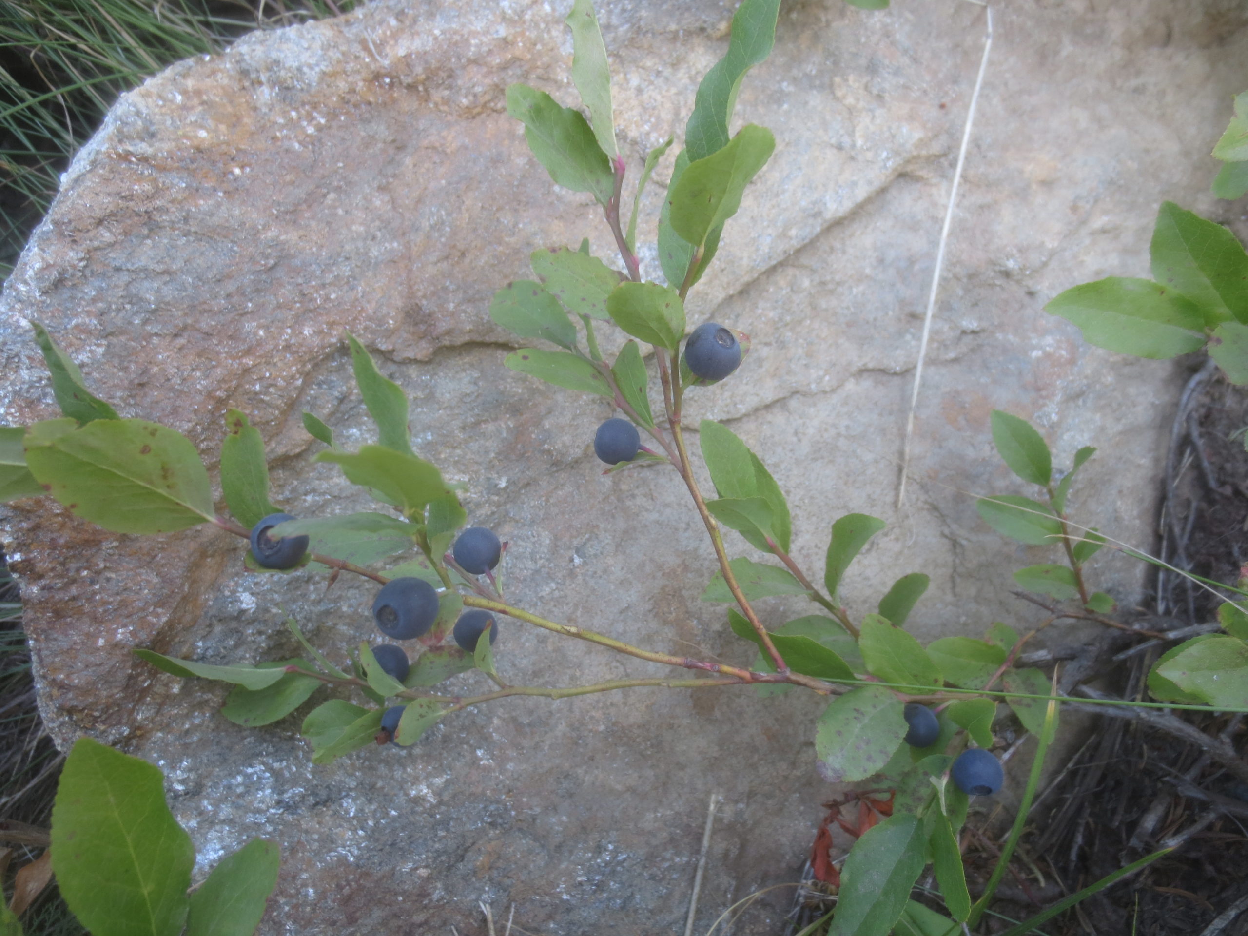 huckleberries on a branch with rock in background