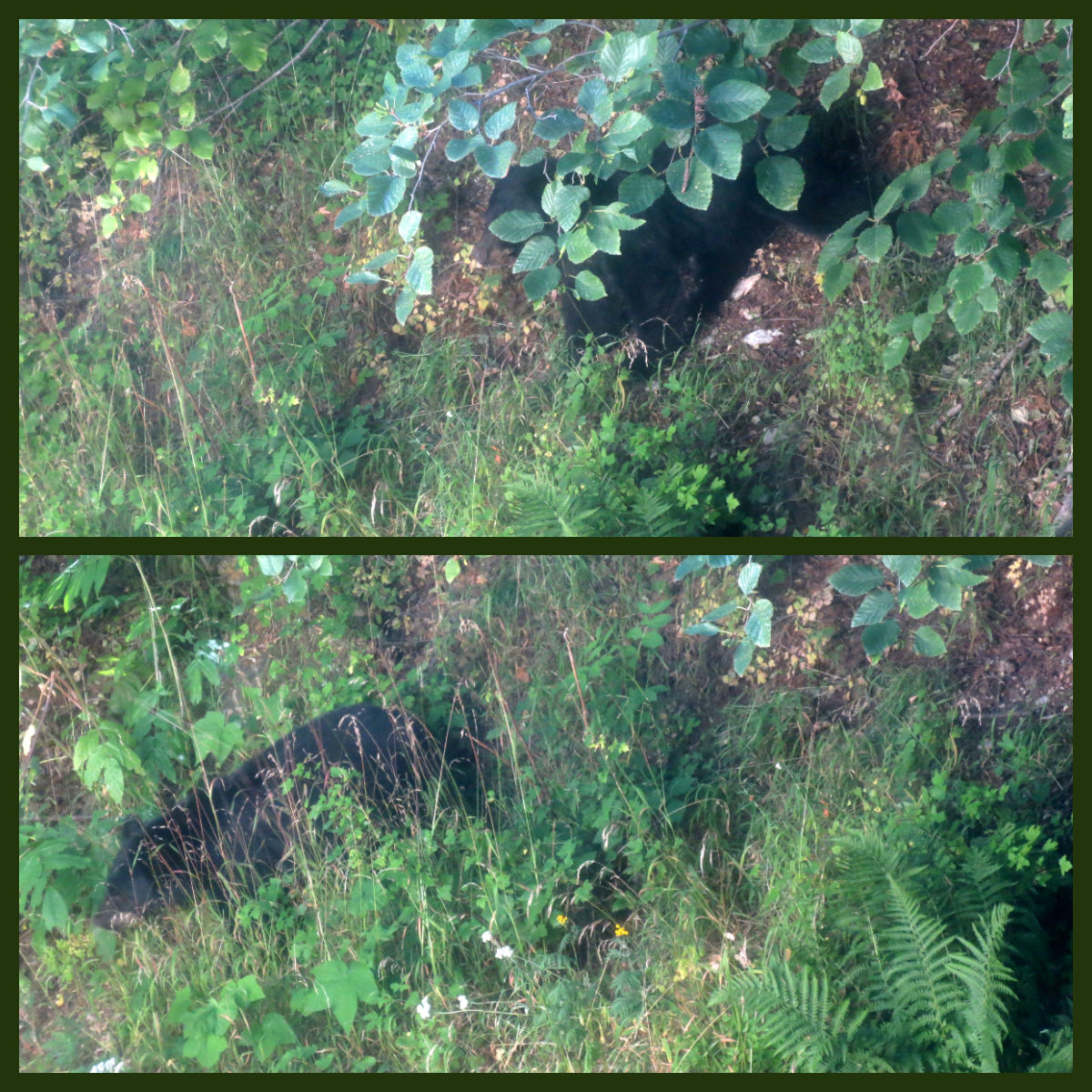 two views of a black bear ambling through some weeds