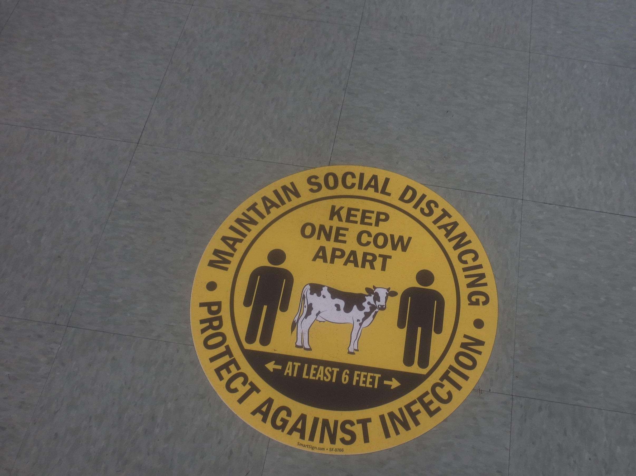 social distancing circle on a linoleum floor that says to keep one cow apart
