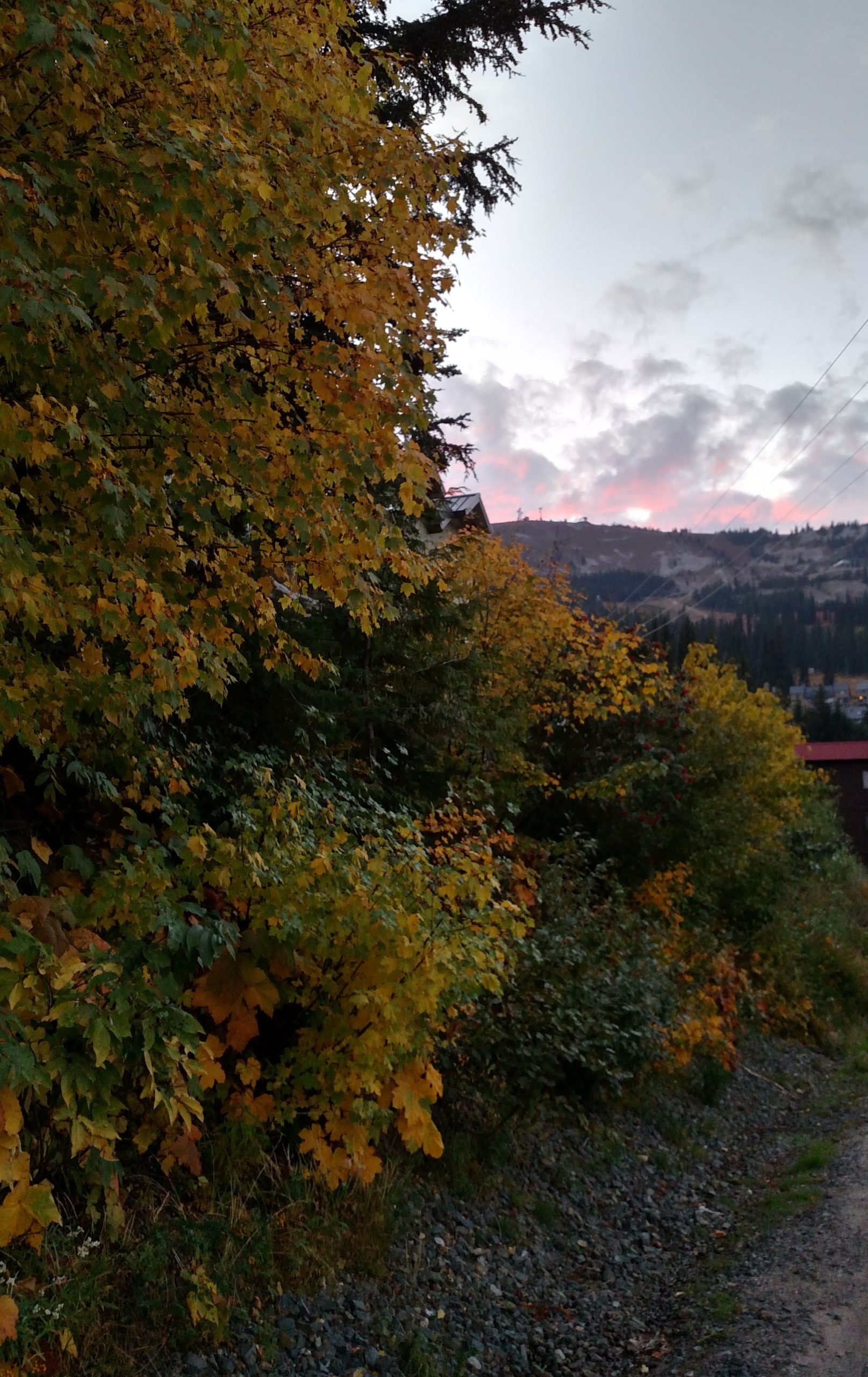 view of a mountain at sunset with golden fall colors in the foreground