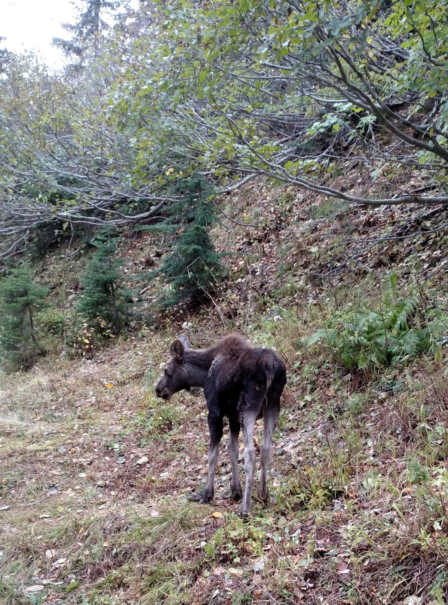 moose calf