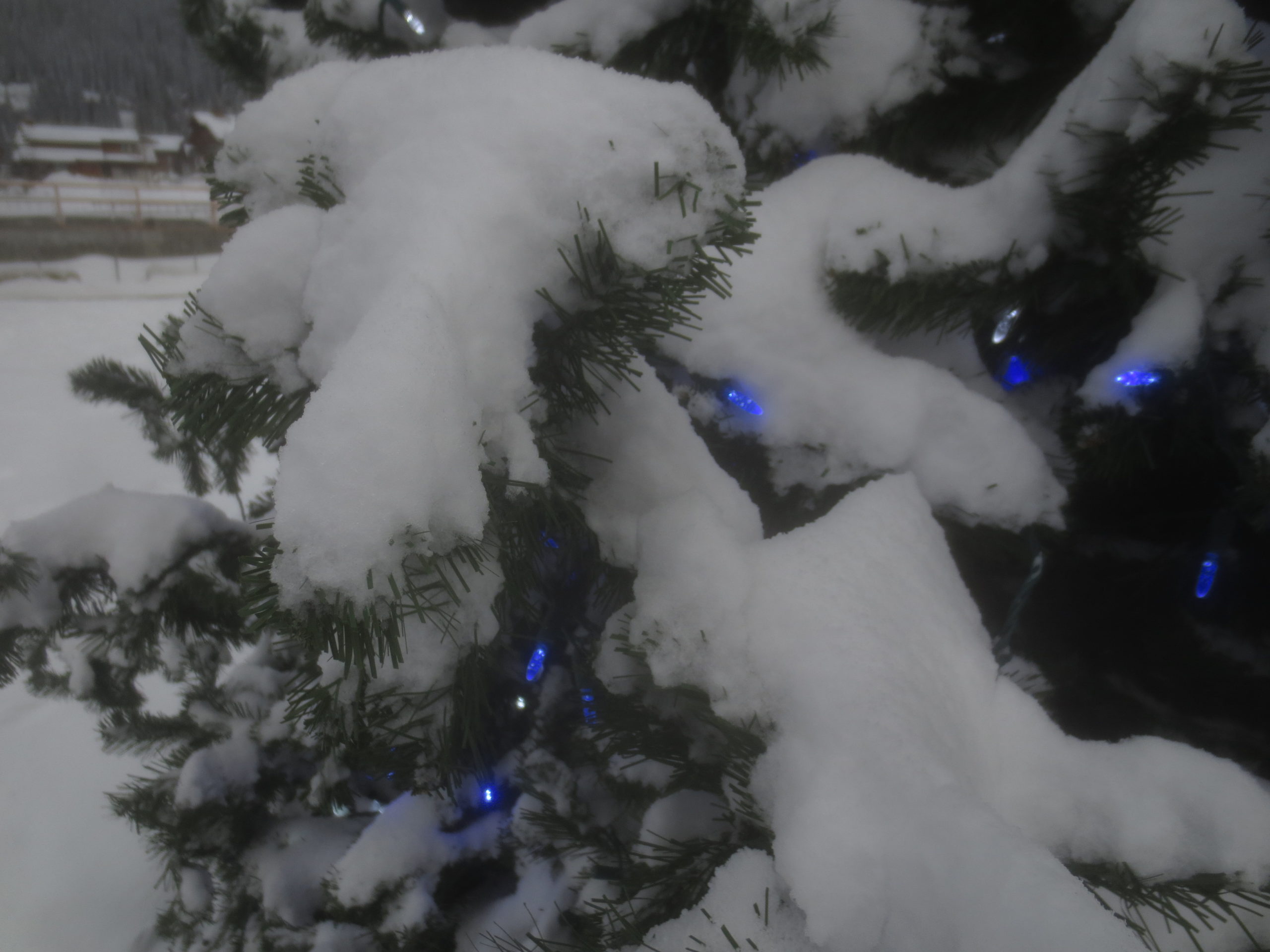 branches of a Christmas tree covered in snow with blue lights among them
